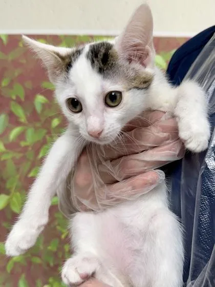 A young small-sized female Domestic Short Hair cat named Mel for adoption in San Antonio, TX