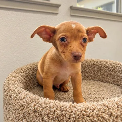 A baby small-sized male Chihuahua dog named Pumpkin for adoption in Lathrop, CA