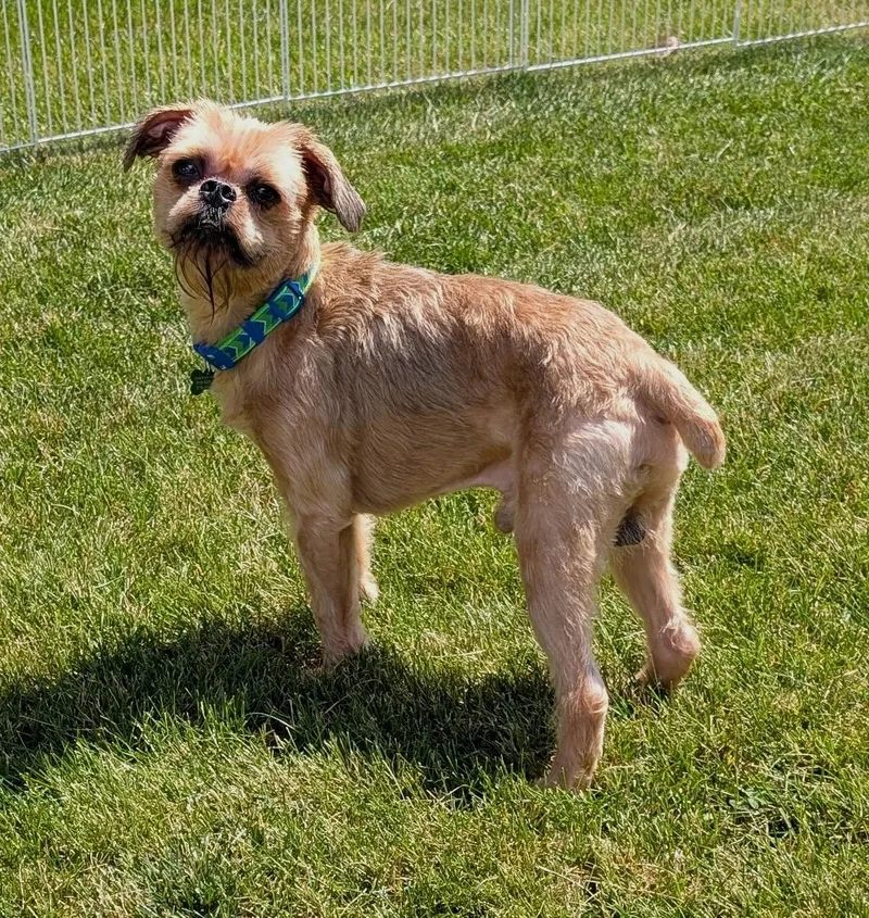 An adult small-sized male Yellow / Tan / Blond / Fawn Brussels Griffon dog named Joey for adoption in Lisbon, IA