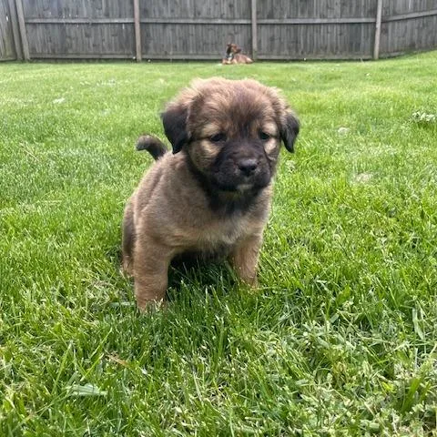 A baby small-sized female Brown / Chocolate Shepherd dog named Magnolia for adoption in Dayton, OH