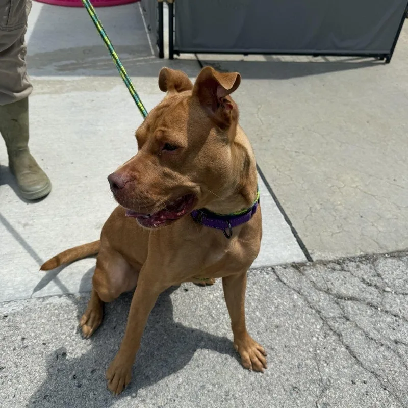 An adult medium-sized female Red / Chestnut / Orange Mixed Breed dog named Wendy for adoption in Youngstown, OH