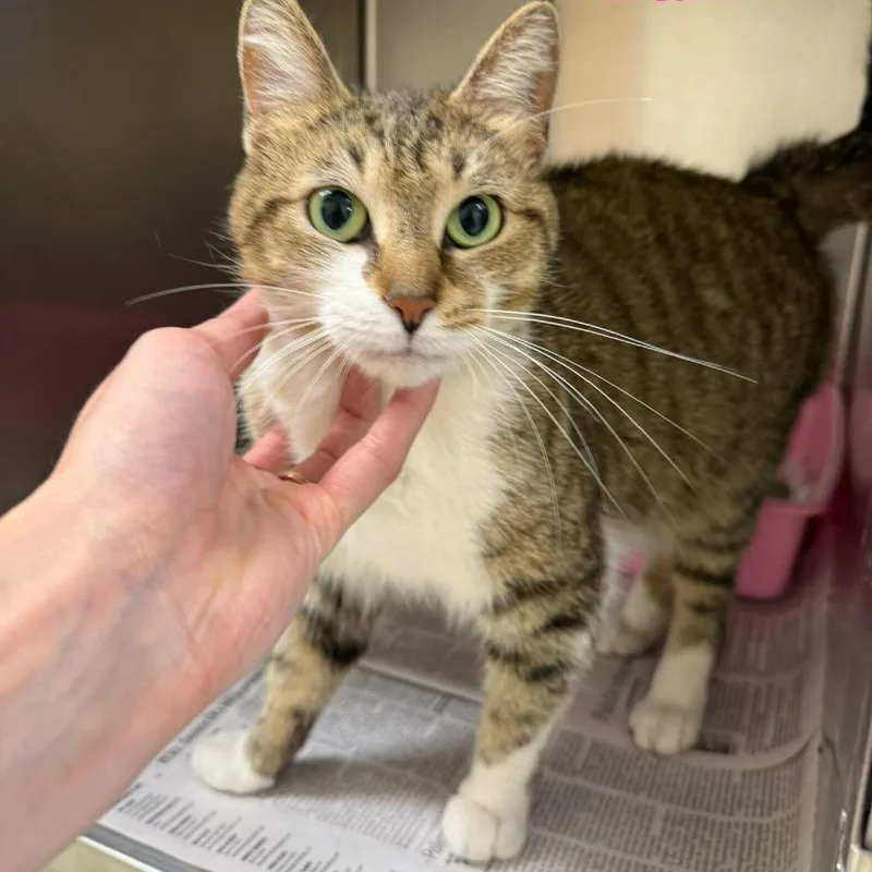 An adult small-sized female Brown / Chocolate Domestic Short Hair cat named T&d: Dani for adoption in Falls Church, VA