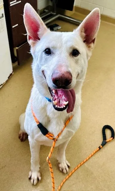 An adult large-sized male German Shepherd Dog dog named Splash for adoption in Derwood, MD