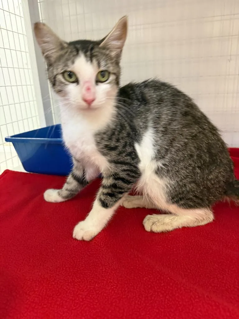 A young medium-sized male Domestic Short Hair cat named Saul for adoption in Brookings, OR