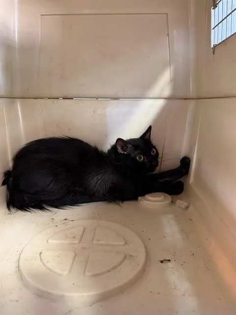 A young medium-sized male Domestic Medium Hair cat named Midnight for adoption in Charlotte, NC