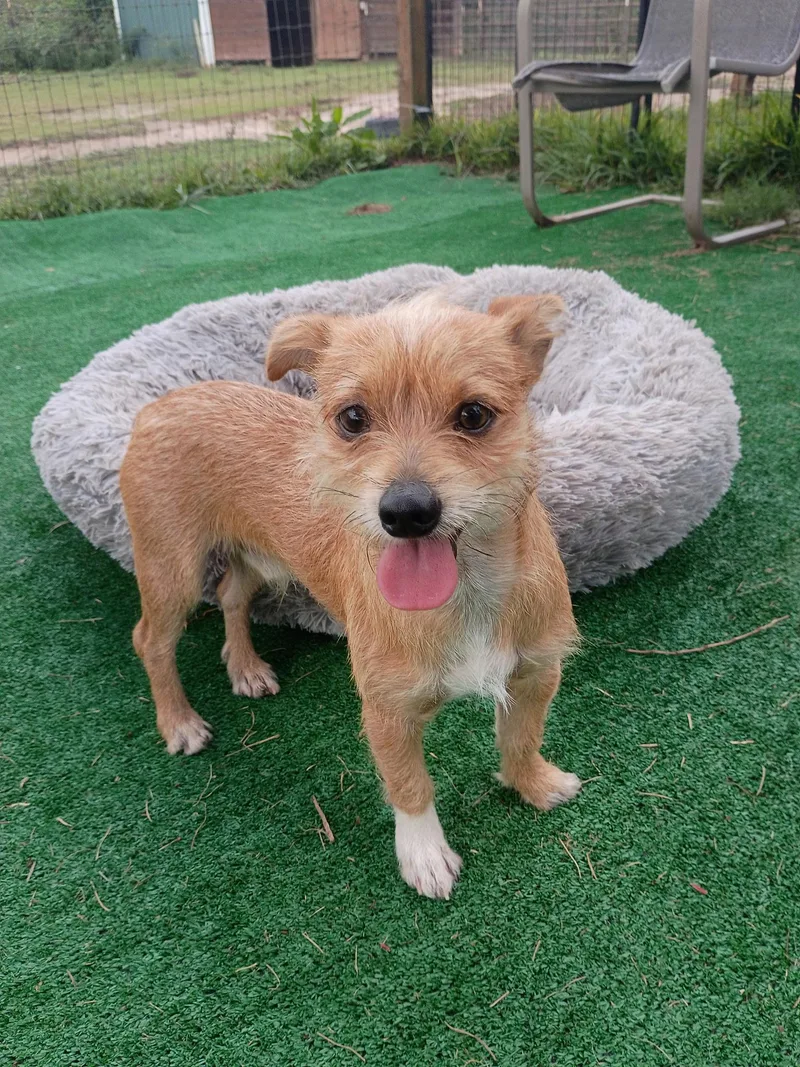 GageLoves a good zoomie thumbnail 2