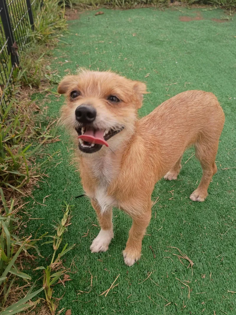 GageLoves a good zoomie thumbnail 4