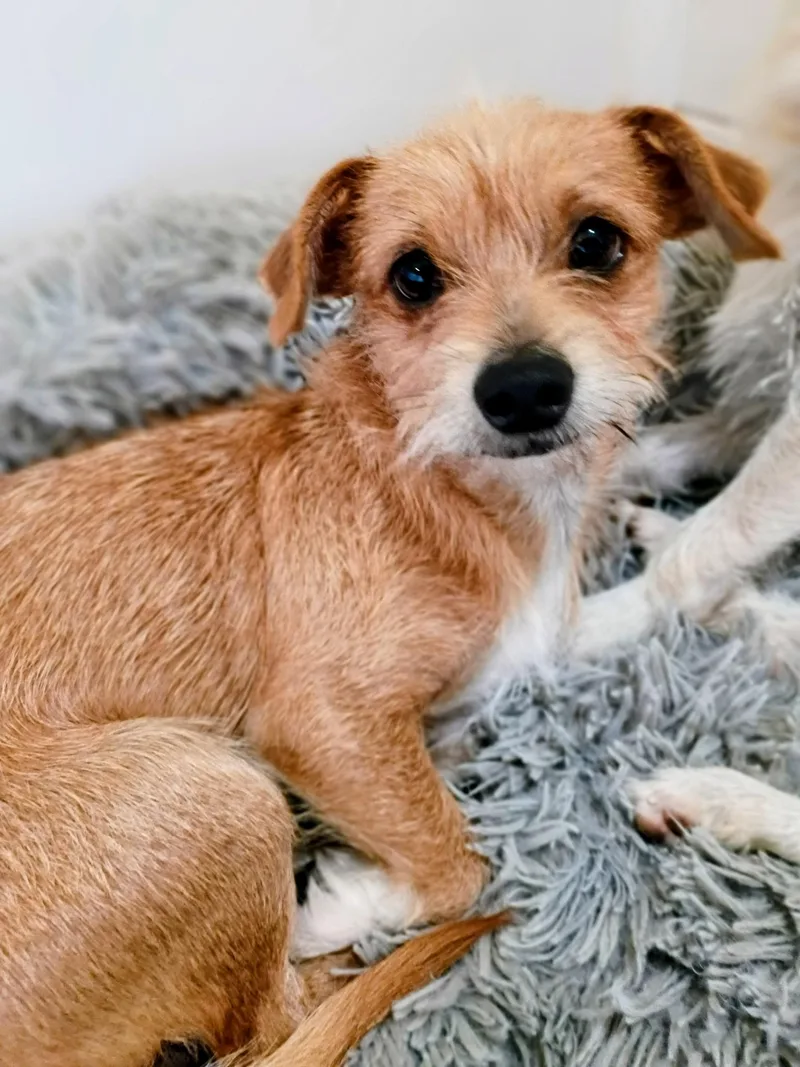 GageLoves a good zoomie thumbnail 5