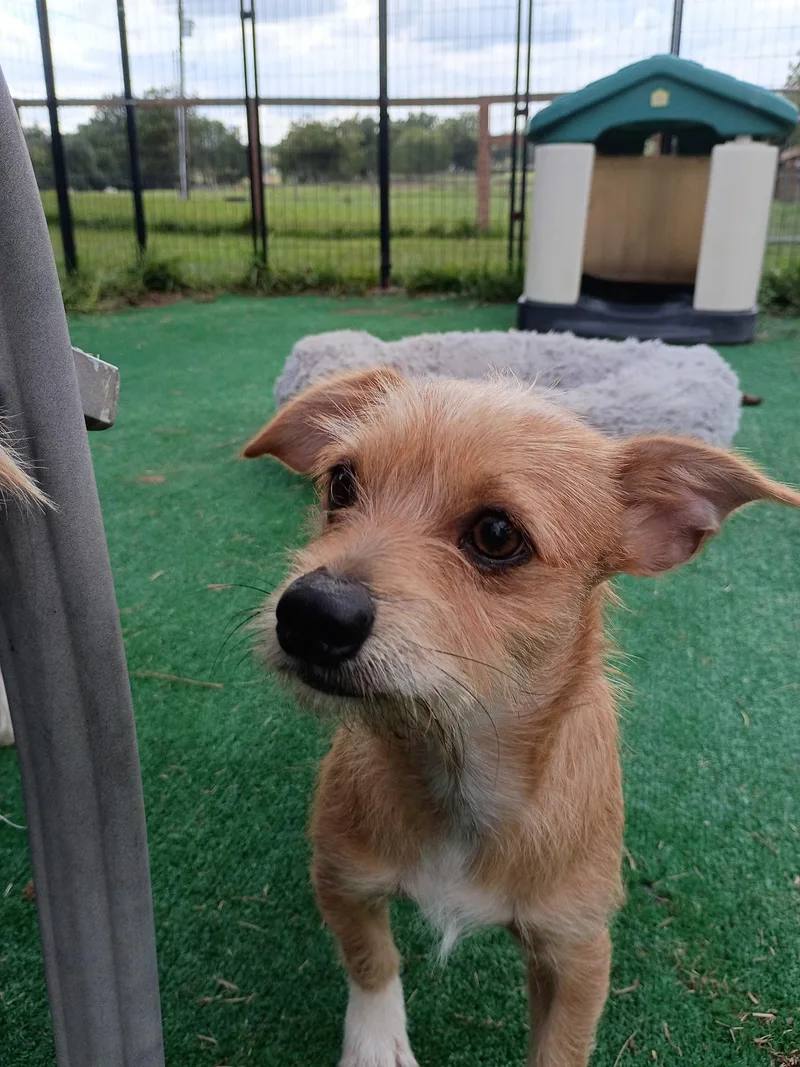 GageLoves a good zoomie thumbnail 6