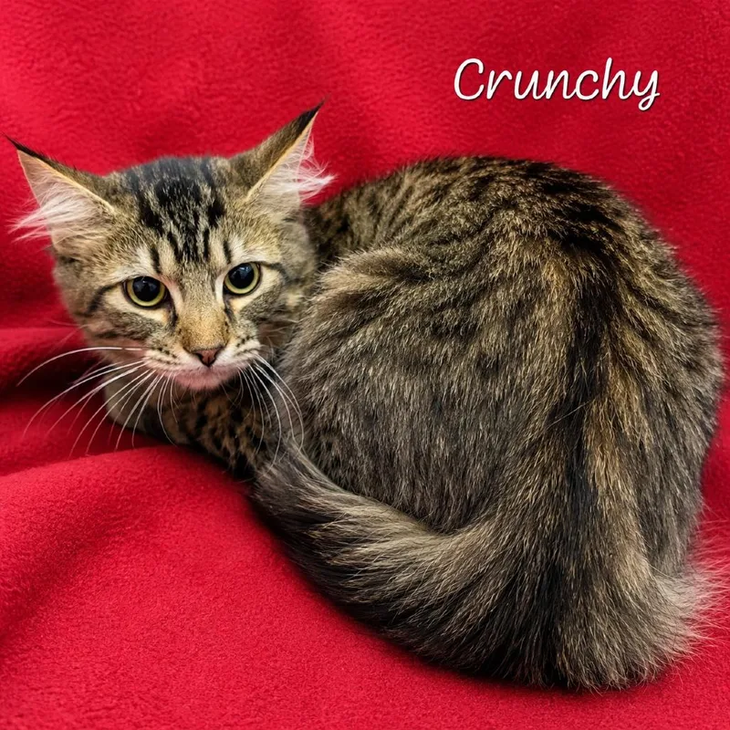 A baby medium-sized male Domestic Long Hair cat named Crunchy for adoption in Parkersburg, WV