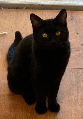 A young medium-sized male Black Domestic Long Hair cat named Mayo for adoption in Escondido, CA