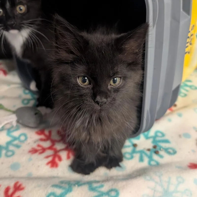 A baby small-sized female Black Domestic Long Hair cat named Purrelli for adoption in Emporia, KS