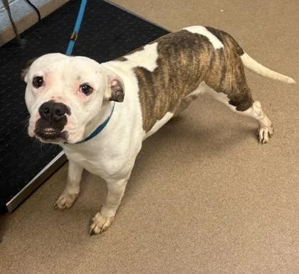 An adult large-sized female Mixed Breed dog named Lampshade for adoption in Chamblee, GA