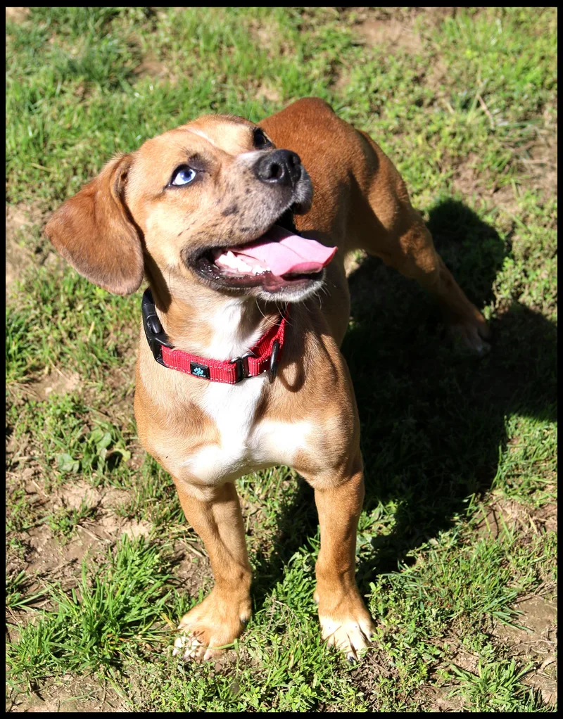 A young small-sized male Beagle dog named Abel for adoption in Shippenville, PA