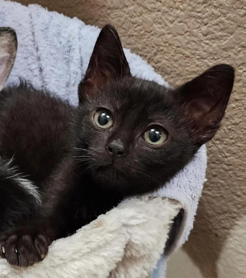 A baby small-sized female Black Manx cat named Avocato for adoption in Fort Worth, TX