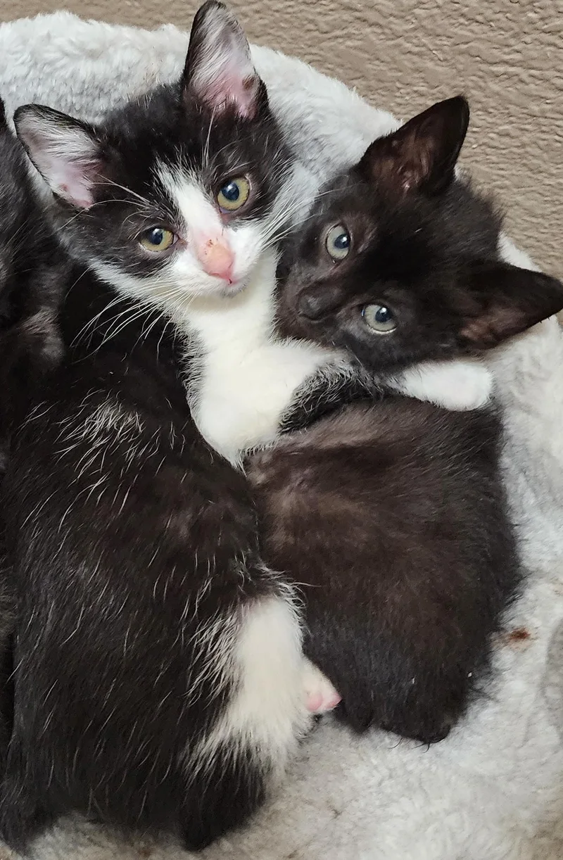 Avocato thumbnail 3