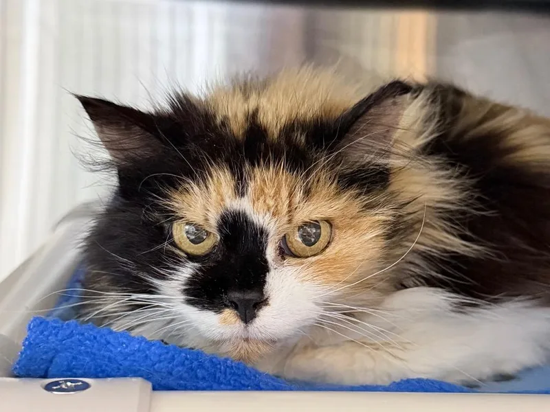 A senior medium-sized female Domestic Medium Hair cat named Custard for adoption in Menomonie, WI