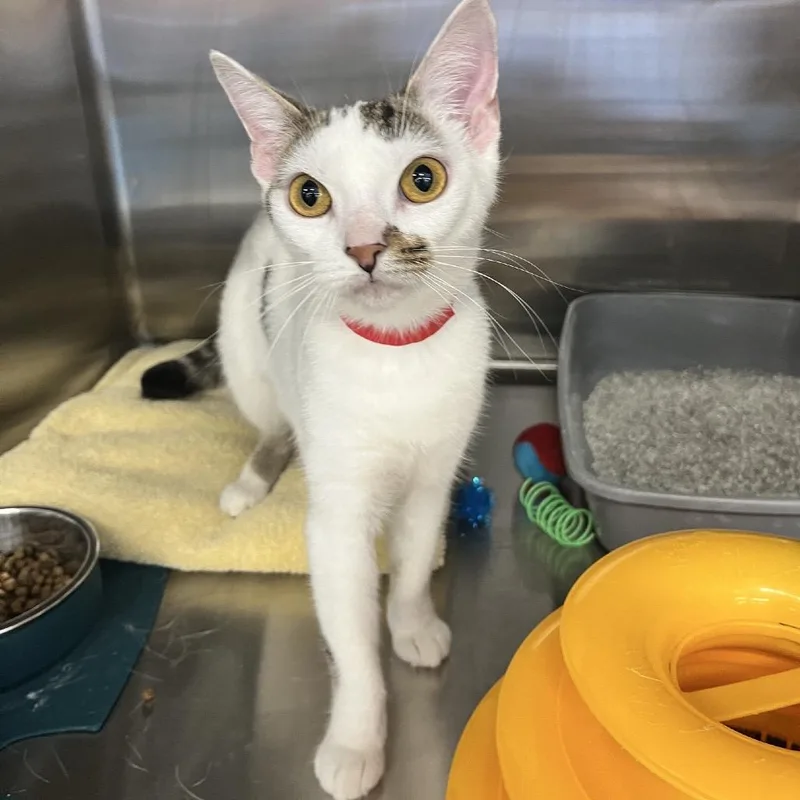A young medium-sized female White Domestic Short Hair cat named Fran for adoption in Hamburg, NY