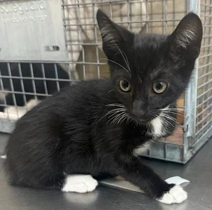 A baby small-sized male Domestic Short Hair cat named Papi for adoption in Honolulu, HI