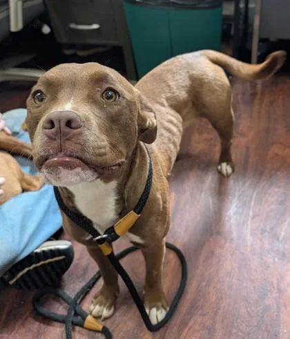 A young large-sized female Pit Bull Terrier dog named Bonnie for adoption in Blue Ridge, GA