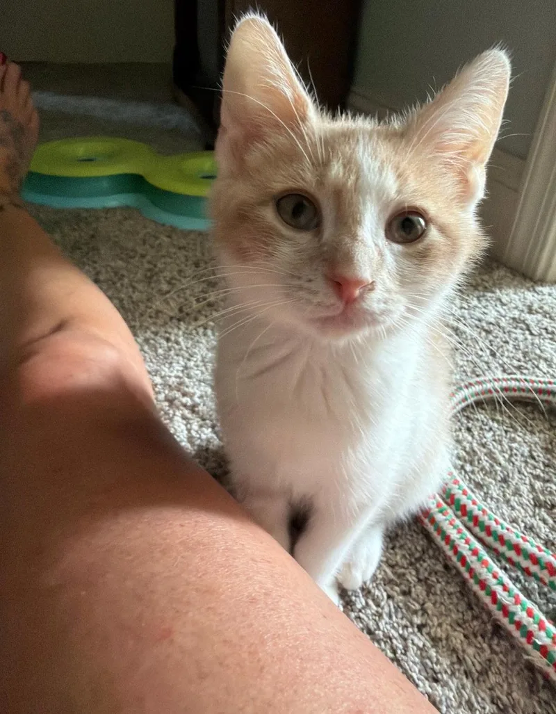 A baby small-sized male Orange & White Domestic Short Hair cat named Asiago for adoption in Harrisburg, PA