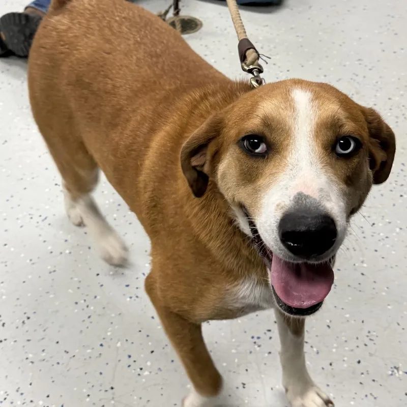 A young large-sized female Red / Chestnut / Orange Mixed Breed dog named Henna for adoption in Falls Church, VA