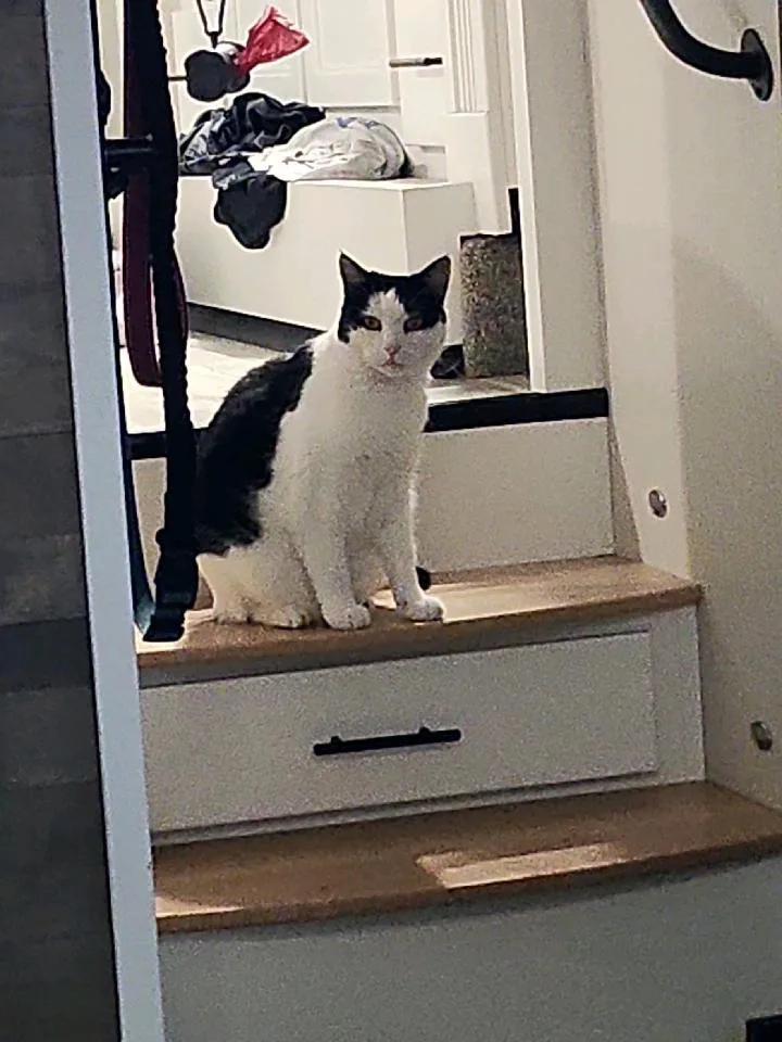 A senior large-sized female Domestic Short Hair cat named Daisy for adoption in Morgan Hill, CA
