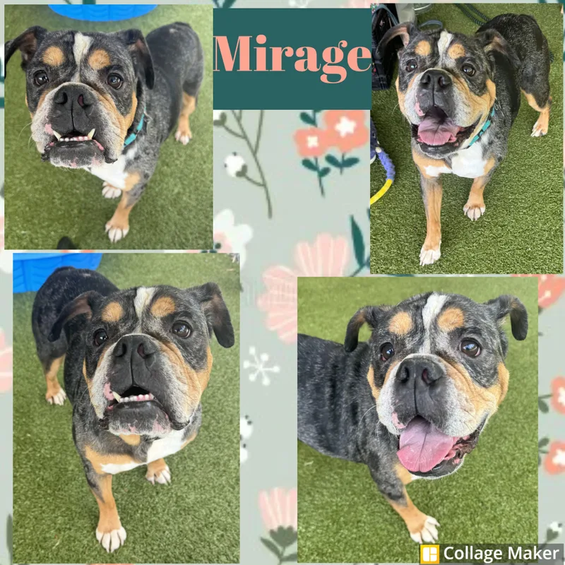An adult medium-sized female Merle (Blue) Bulldog dog named Mirage for adoption in Clearfield, PA
