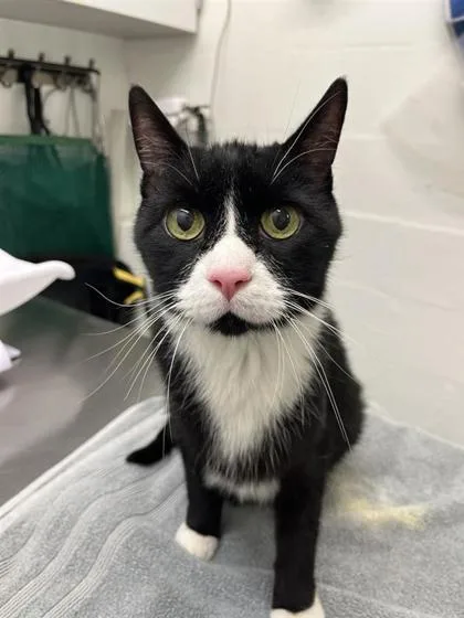 A senior medium-sized male Domestic Short Hair cat named Sammy for adoption in Seattle, WA