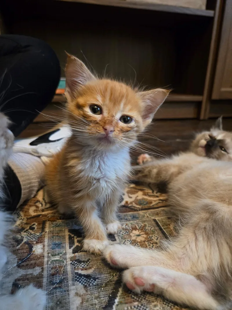 A baby medium-sized male Domestic Short Hair cat named Rascal for adoption in Penryn, CA