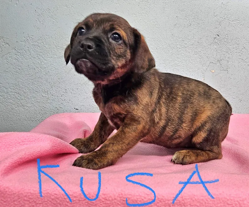 A baby small-sized female Spaniel dog named Kusa for adoption in Inglewood, CA