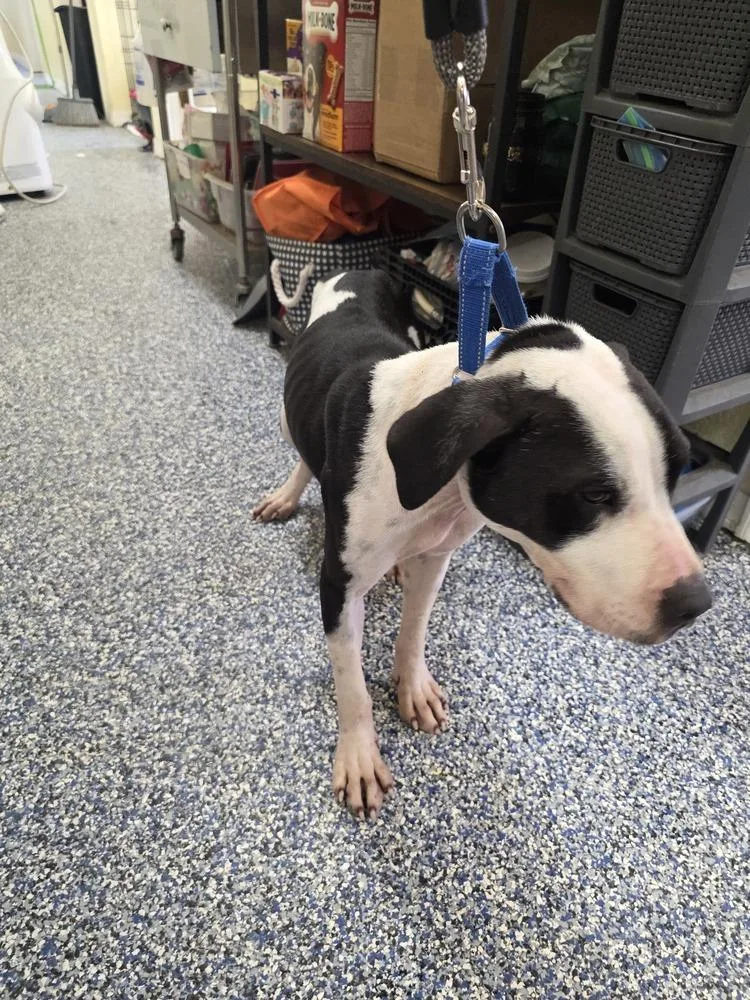 A young small-sized male Tricolor (Brown, Black, & White) American Bulldog dog named Isias for adoption in Lakeland, FL