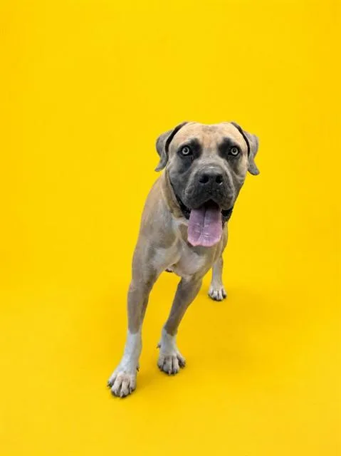 A young extra large-sized male Mastiff dog named Dunkin for adoption in Miami, FL