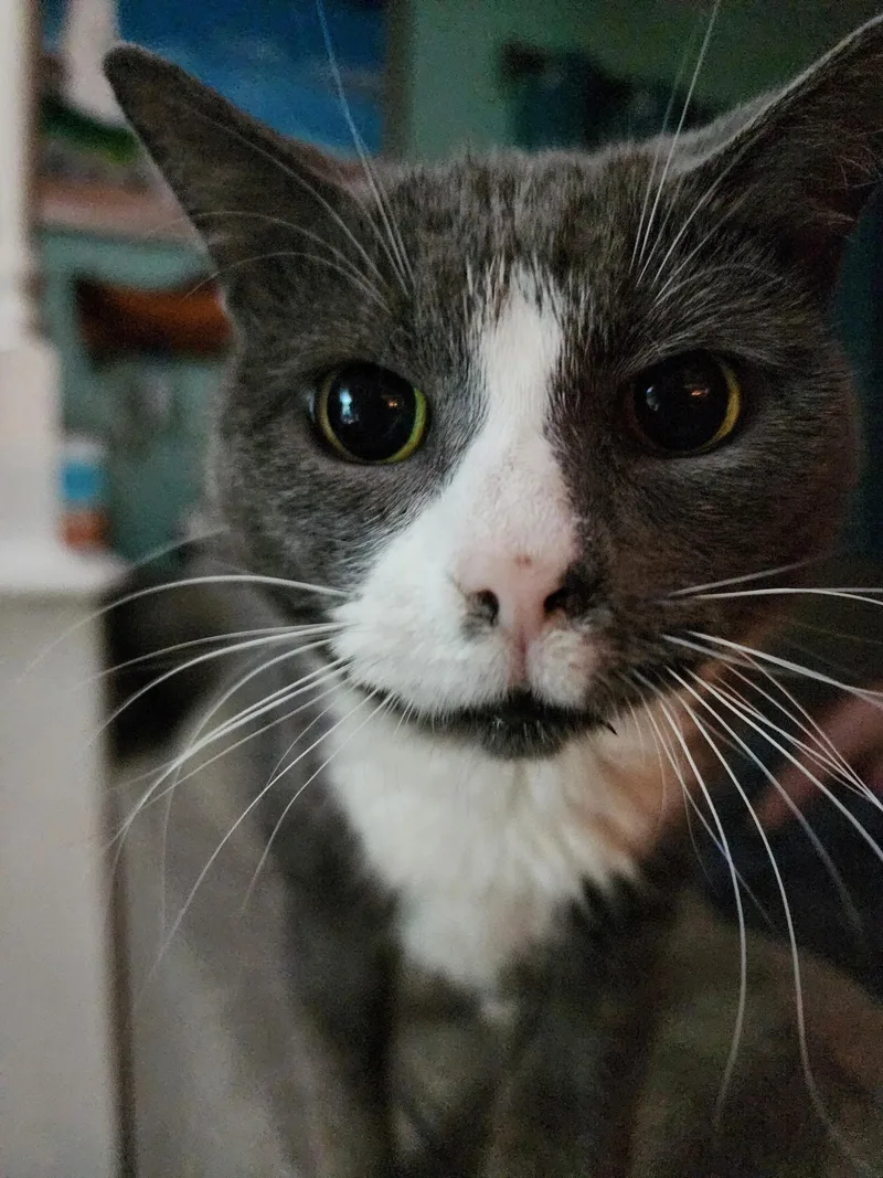 A young large-sized female Gray & White American Shorthair cat named Marybeth for adoption in Mountain Home, AR