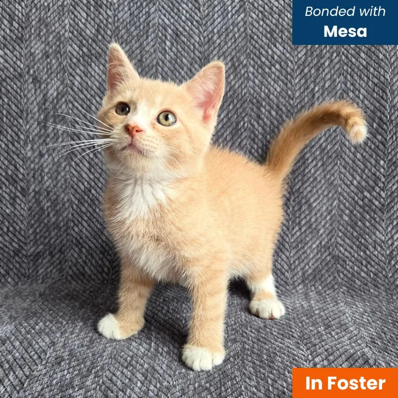 A baby small-sized male Buff / Tan / Fawn Domestic Short Hair cat named Dune for adoption in Baltimore, MD