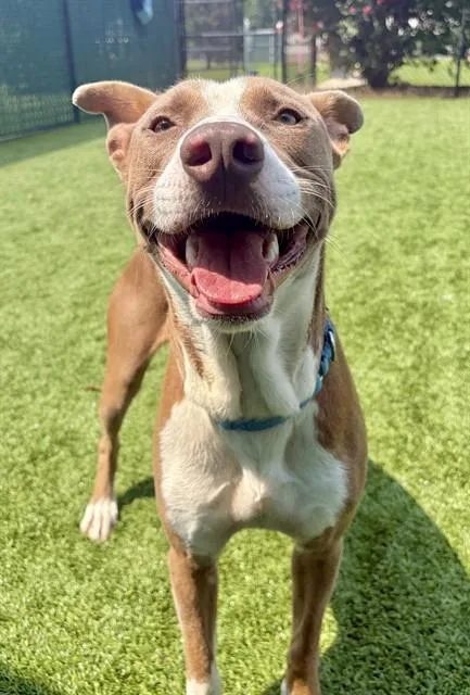 A young medium-sized male Pit Bull Terrier dog named Leroy for adoption in Statesville, NC