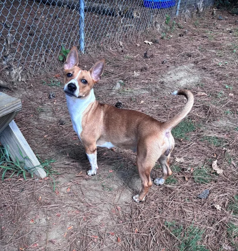 A young medium-sized female Corgi dog named Jackie for adoption in Little Rock, AR