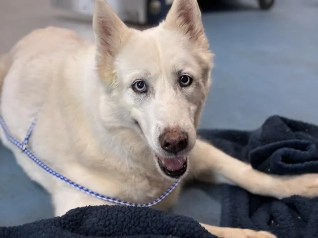 A senior large-sized female Siberian Husky dog named Grizelda for adoption in Pensacola, FL