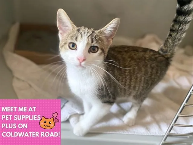 A baby small-sized female Domestic Short Hair cat named Jinx for adoption in Fort Wayne, IN