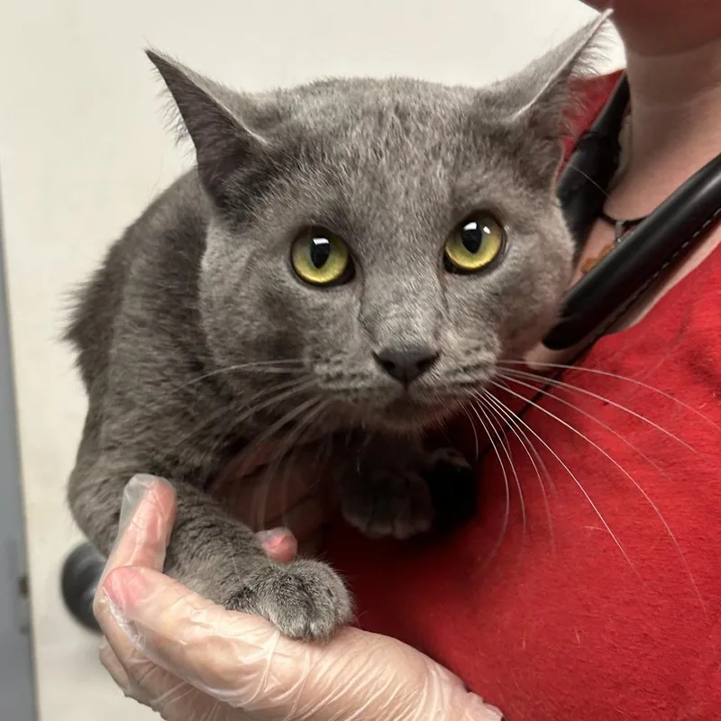 A young large-sized male Gray / Blue / Silver Domestic Short Hair cat named Oakley for adoption in Birmingham, AL