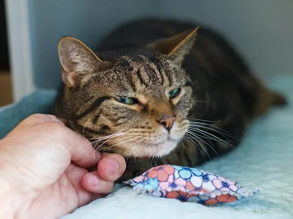 An adult large-sized male Domestic Short Hair cat named Tiger for adoption in Ridgewood, NY