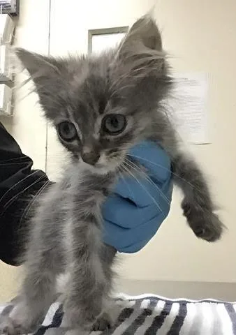 A young small-sized male Domestic Long Hair cat named Michi for adoption in Riverside, CA