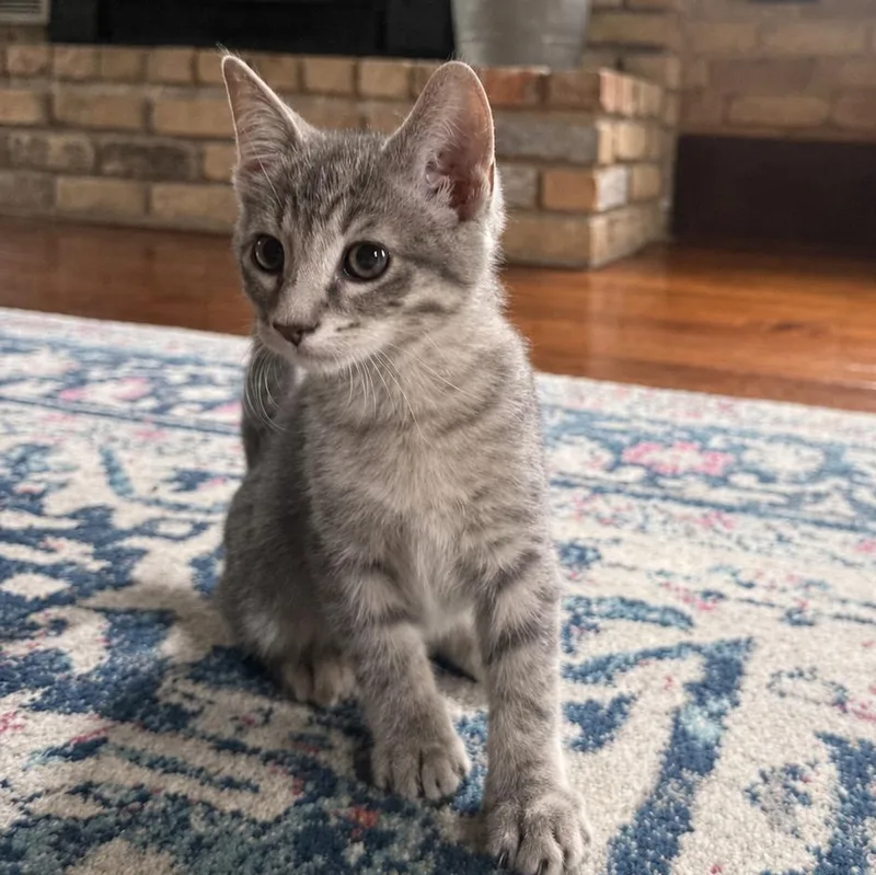 Pepper