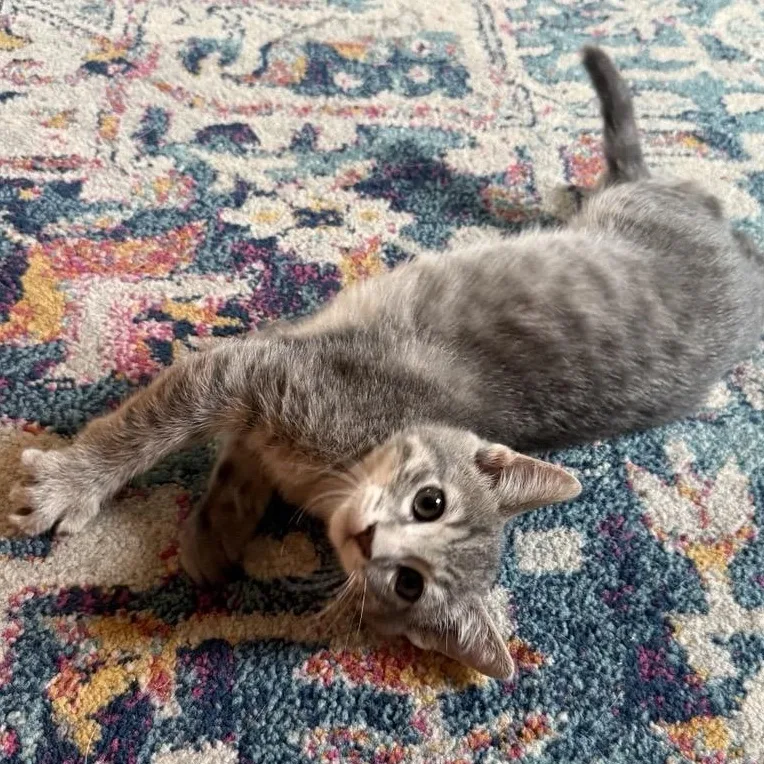 Pepper thumbnail 2
