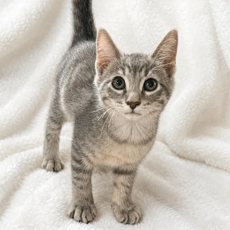 Pepper thumbnail 3