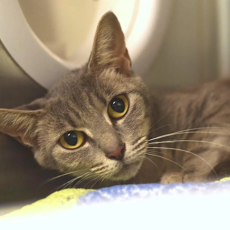 An adult medium-sized female Gray / Blue / Silver Domestic Short Hair cat named Tiggy for adoption in Belleville, IL