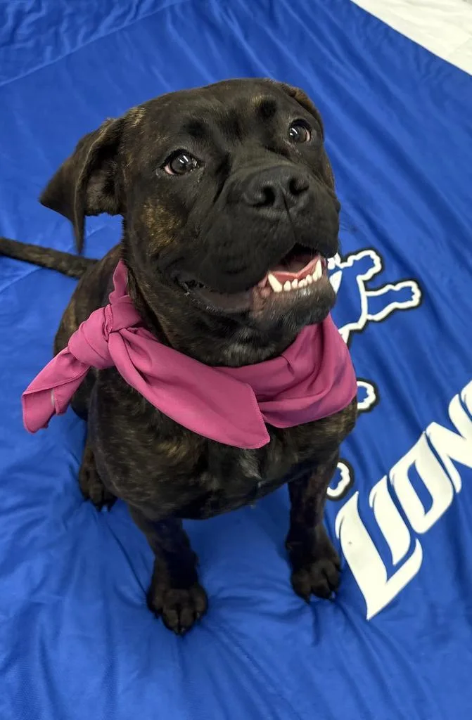 A baby medium-sized female Boxer dog named Bermuda for adoption in Detroit, MI