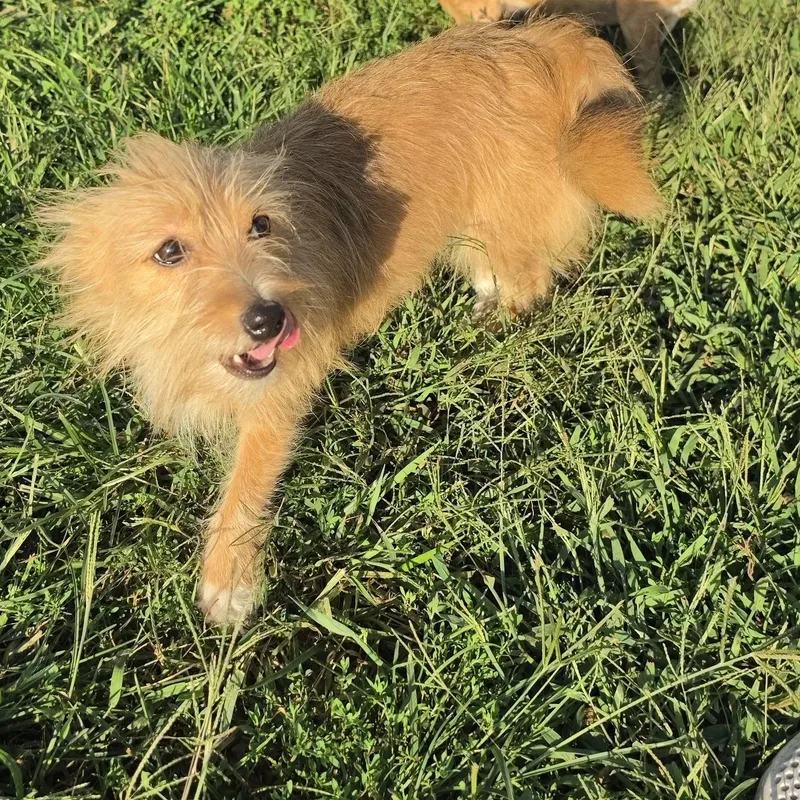 An adult small-sized female Cairn Terrier dog named Buffy for adoption in Terre Haute, IN