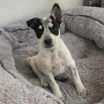 A baby medium-sized female Gray / Blue / Silver Mixed Breed dog named Turquoise for adoption in Prescott, AZ