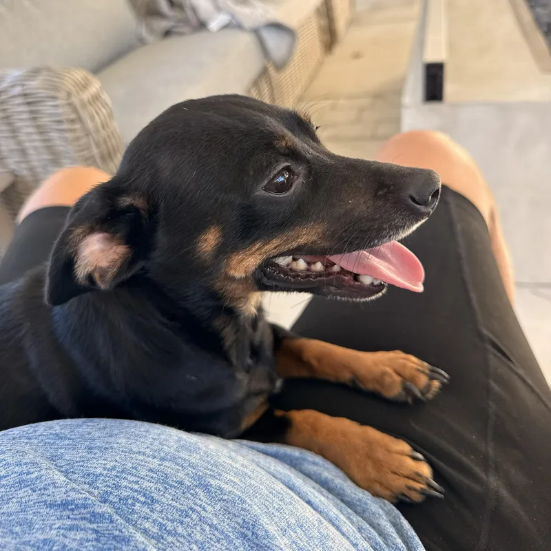 An adult small-sized female Chihuahua dog named Gigi for adoption in Brentwood, CA